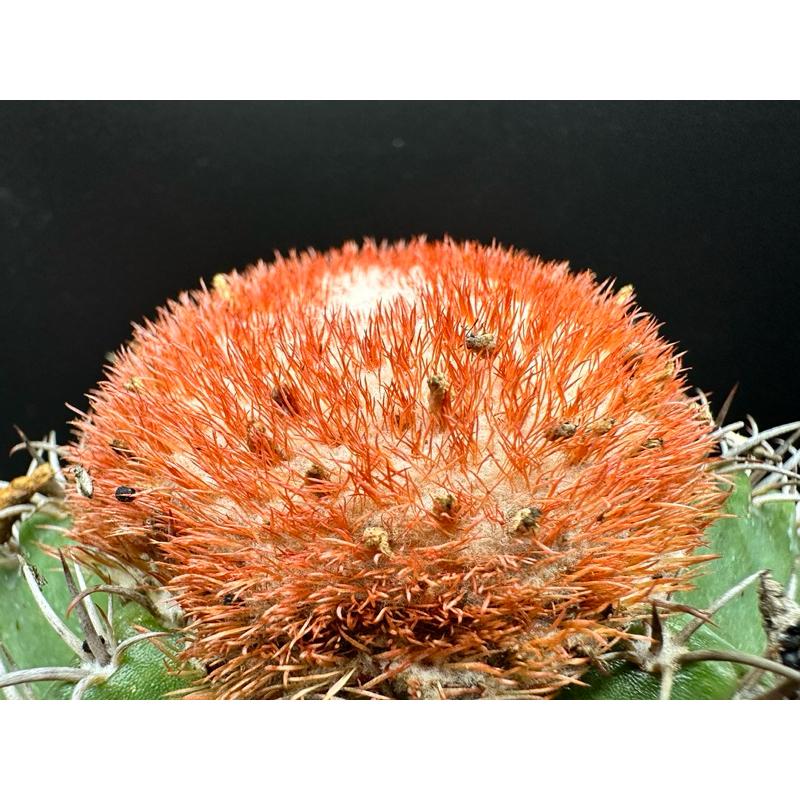 【外星人的植物園】魔雲 仙人掌 虎尾蘭 龍舌蘭 塊根 大戟 盆栽 植物 現貨【滿額免運】-細節圖4