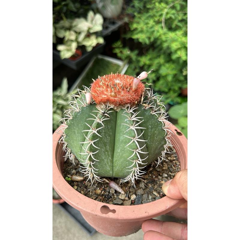 【外星人的植物園】魔雲 仙人掌 虎尾蘭 龍舌蘭 塊根 大戟 盆栽 植物 現貨【滿額免運】-細節圖5