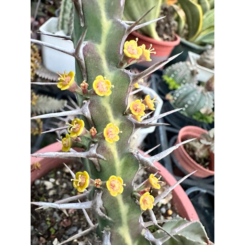 【外星人的植物園】哥魯麒麟 大戟科 仙人掌 虎尾蘭 龍舌蘭 塊根 大戟 盆栽 植物 現貨【滿額免運】-細節圖2