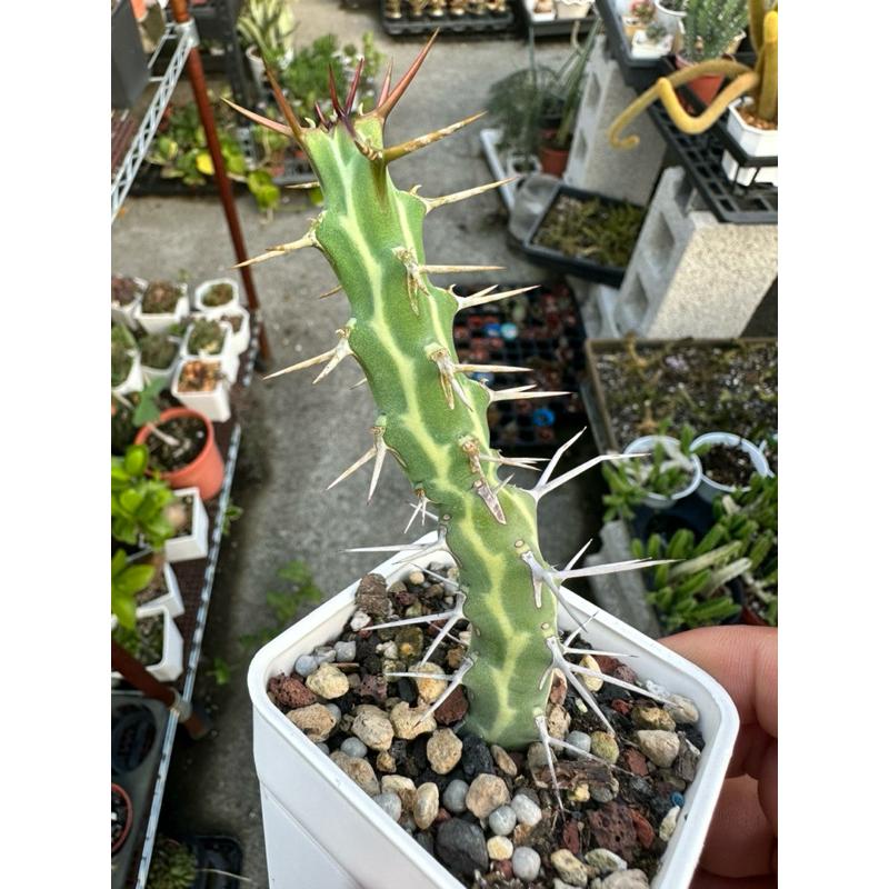 【外星人的植物園】哥魯麒麟 大戟科 仙人掌 虎尾蘭 龍舌蘭 塊根 大戟 盆栽 植物 現貨【滿額免運】-細節圖4