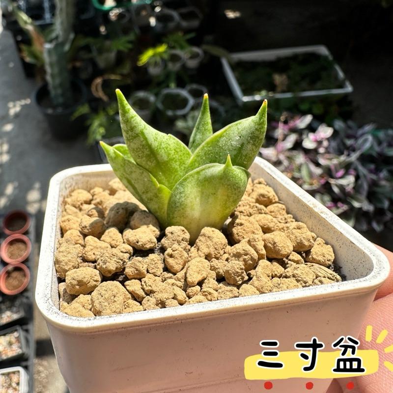 【外星人的植物園】姬佛手 虎尾蘭 龍舌蘭 塊根 大戟 仙人掌 盆栽 植物 療癒盆栽 小品 現貨【滿額免運】-細節圖2