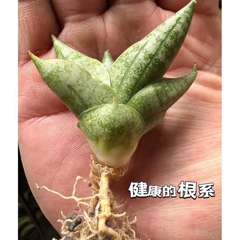 【外星人的植物園】姬佛手 虎尾蘭 龍舌蘭 塊根 大戟 仙人掌 盆栽 植物 療癒盆栽 小品 現貨【滿額免運】-細節圖3