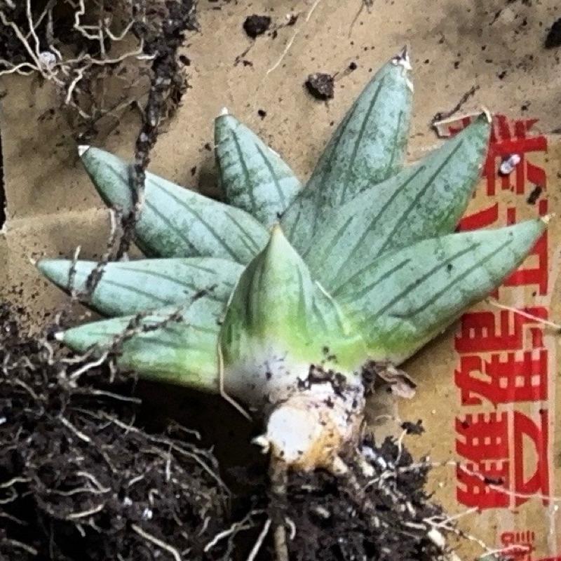 【外星人的植物園】姬佛手 虎尾蘭 龍舌蘭 塊根 大戟 仙人掌 盆栽 植物 療癒盆栽 小品 現貨【滿額免運】-細節圖4