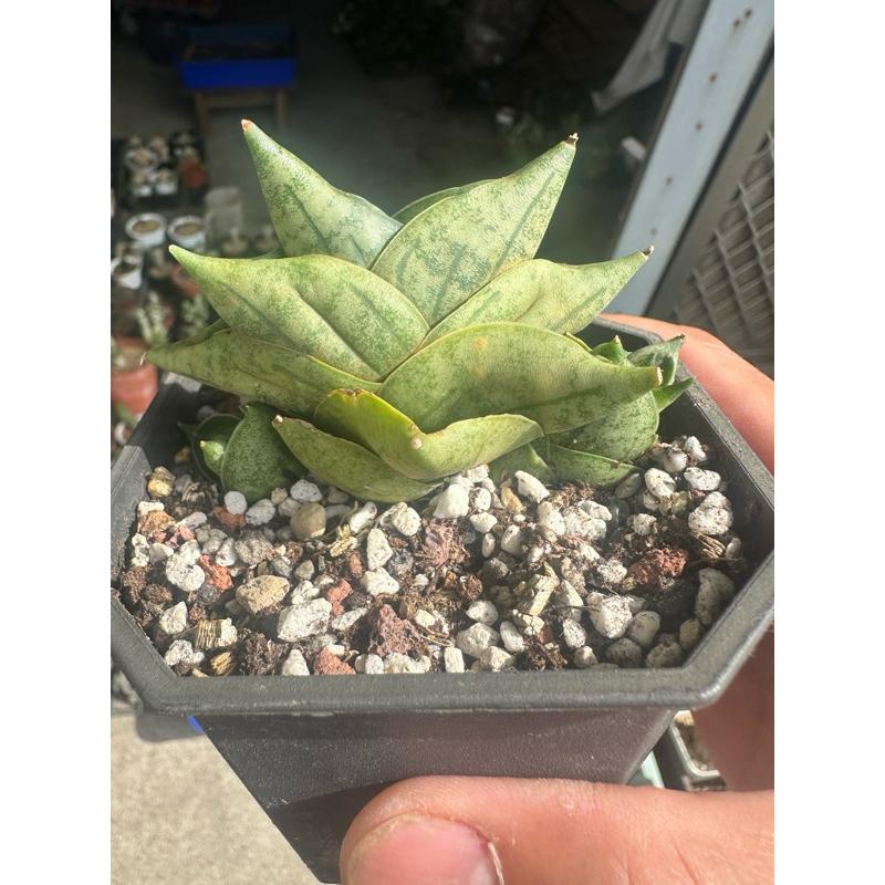 【外星人的植物園】姬佛手 虎尾蘭 龍舌蘭 塊根 大戟 仙人掌 盆栽 植物 療癒盆栽 小品 現貨【滿額免運】-細節圖5