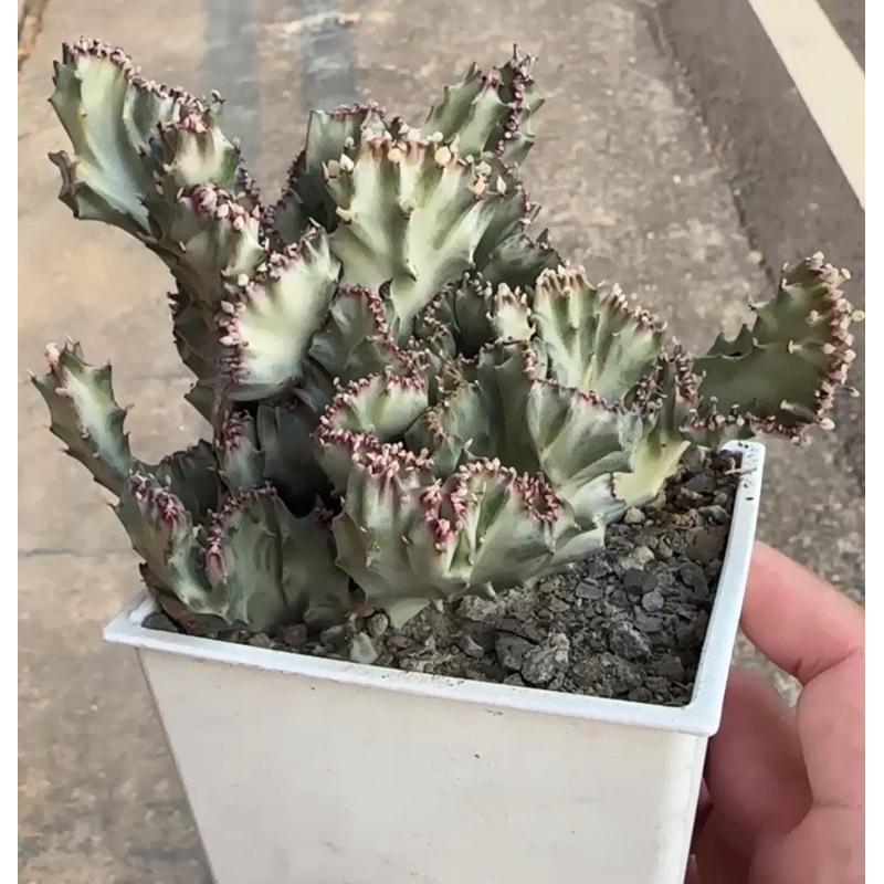 【外星人的植物園】春峰錦 白春峰 紅春峰 枝條 仙人掌 盆栽 植物 療癒盆栽 小品 現貨【滿額免運】-細節圖4