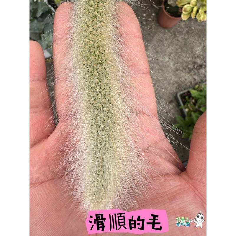 【外星人的植物園】猴尾柱 九尾狐仙人掌 虎尾蘭 龍舌蘭 塊根 大戟 盆栽 植物 現貨【滿額免運】-細節圖2