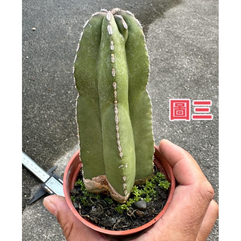 【外星人的植物園】白雲閣 仙人掌 虎尾蘭 龍舌蘭 塊根 大戟 盆栽 植物 現貨【滿額免運】-細節圖3
