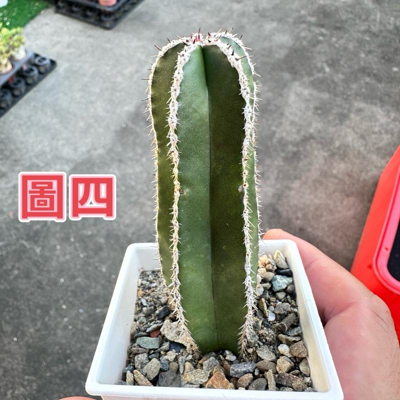 【外星人的植物園】白雲閣 仙人掌 虎尾蘭 龍舌蘭 塊根 大戟 盆栽 植物 現貨【滿額免運】-細節圖4