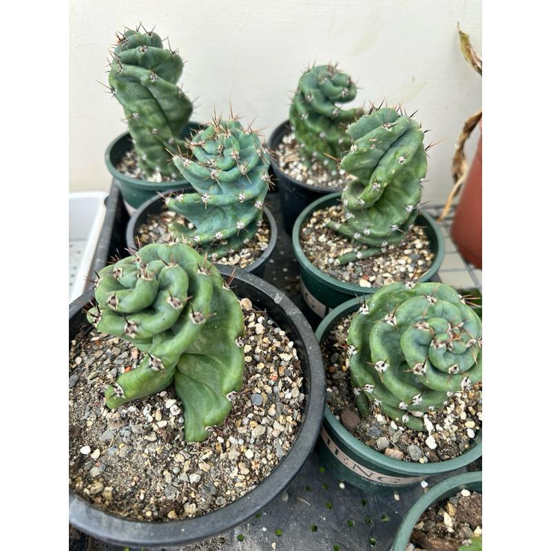 【外星人的植物園】螺旋神代 仙人掌 虎尾蘭 龍舌蘭 塊根 大戟 盆栽 植物 現貨【滿額免運】-細節圖2