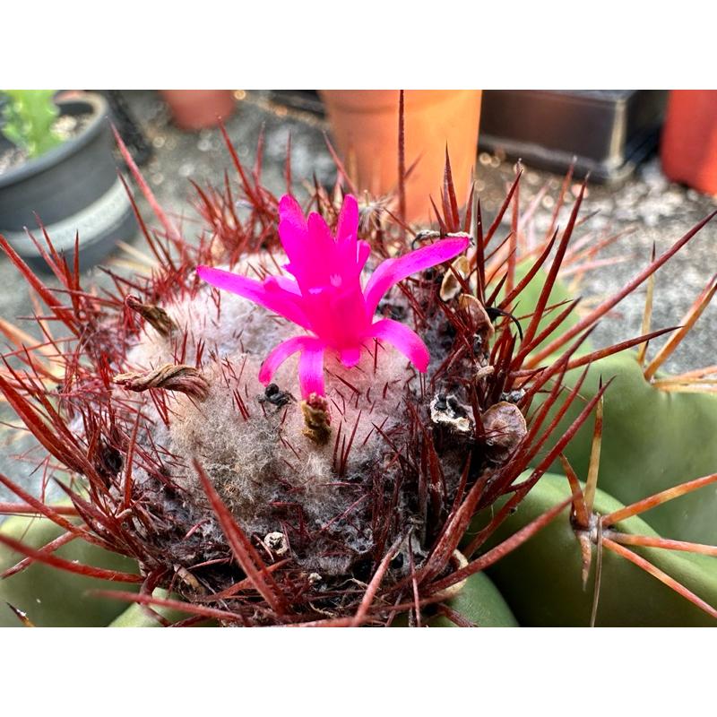 【外星人的植物園】層雲 仙人掌 大戟 虎尾蘭 龍舌蘭 塊根 盆栽 植物 療癒盆栽 小品 現貨【滿額免運】-細節圖2