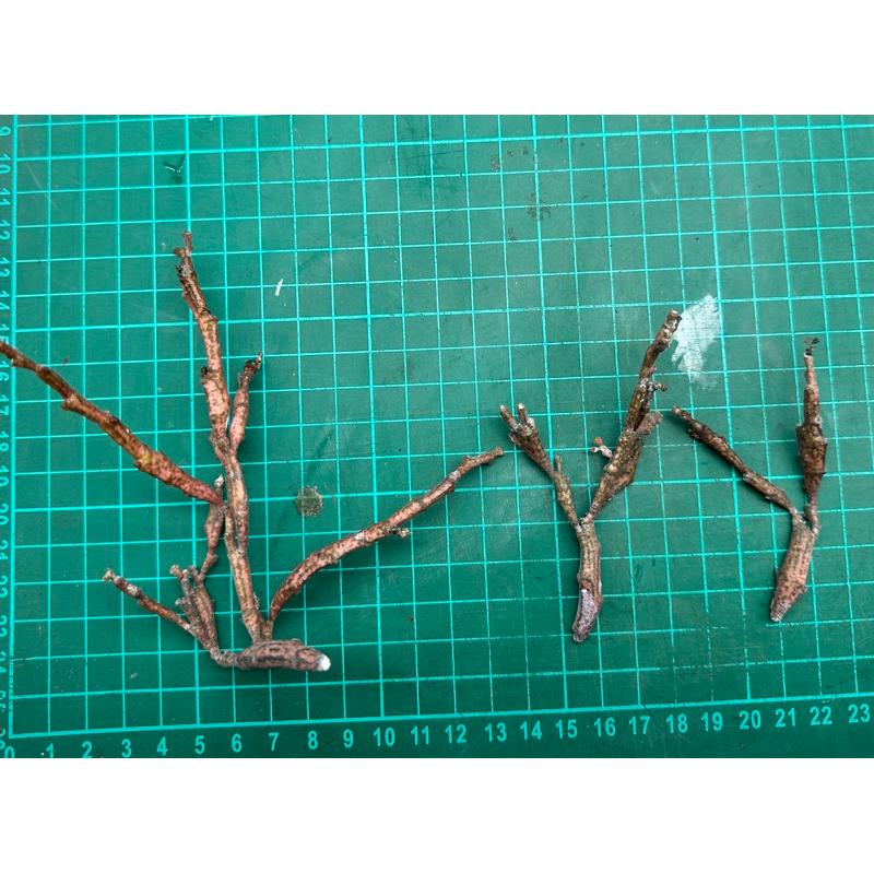 【外星人的植物園】扁葉麒麟 大戟科 仙人掌 虎尾蘭 龍舌蘭 盆栽 植物 療癒盆栽 小品 現貨【滿額免運】-細節圖2