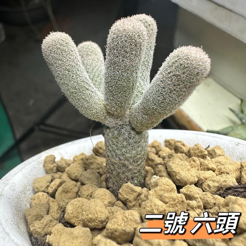 【外星人的植物園】鶴之卵 仙人掌 虎尾蘭 龍舌蘭 塊根 大戟 盆栽 植物 現貨【滿額免運】-細節圖2