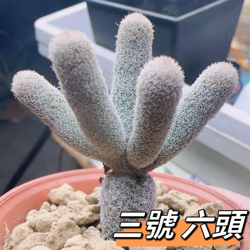 【外星人的植物園】鶴之卵 仙人掌 虎尾蘭 龍舌蘭 塊根 大戟 盆栽 植物 現貨【滿額免運】-細節圖3