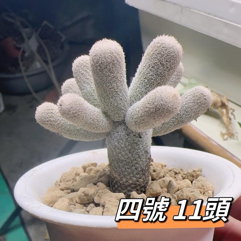 【外星人的植物園】鶴之卵 仙人掌 虎尾蘭 龍舌蘭 塊根 大戟 盆栽 植物 現貨【滿額免運】-細節圖4