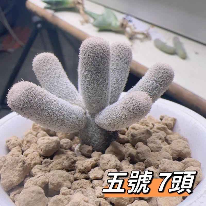 【外星人的植物園】鶴之卵 仙人掌 虎尾蘭 龍舌蘭 塊根 大戟 盆栽 植物 現貨【滿額免運】-細節圖5