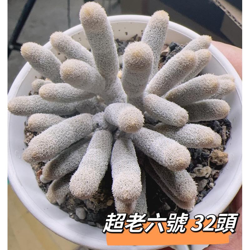 【外星人的植物園】鶴之卵 仙人掌 虎尾蘭 龍舌蘭 塊根 大戟 盆栽 植物 現貨【滿額免運】-細節圖6