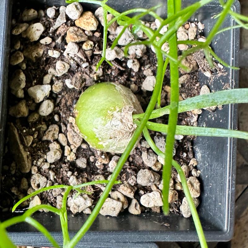 【外星人的植物園】大倉角殿 仙人掌 虎尾蘭 龍舌蘭 塊根 大戟 盆栽 植物 現貨【滿額免運】-細節圖2