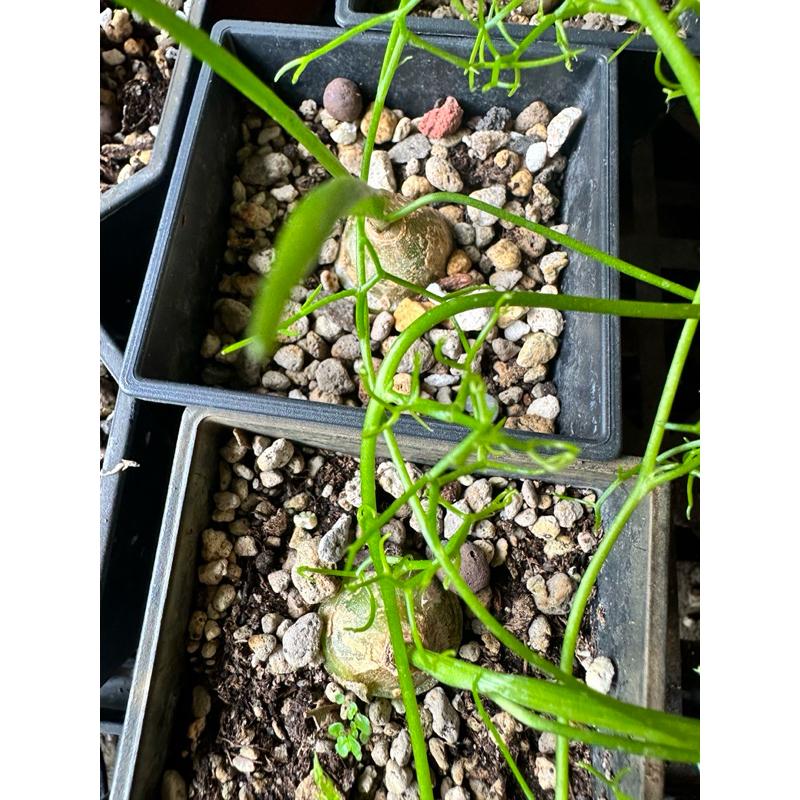 【外星人的植物園】大倉角殿 仙人掌 虎尾蘭 龍舌蘭 塊根 大戟 盆栽 植物 現貨【滿額免運】-細節圖3