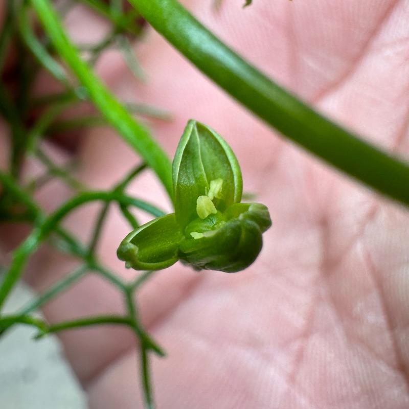 【外星人的植物園】大倉角殿 仙人掌 虎尾蘭 龍舌蘭 塊根 大戟 盆栽 植物 現貨【滿額免運】-細節圖4