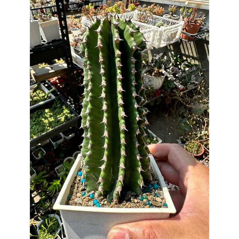 【外星人的植物園】巒岳 龍紋大戟 仙人掌 虎尾蘭 龍舌蘭 塊根 大戟 盆栽 植物 現貨【滿額免運】-細節圖2