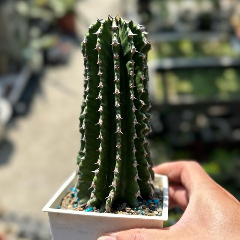 【外星人的植物園】巒岳 龍紋大戟 仙人掌 虎尾蘭 龍舌蘭 塊根 大戟 盆栽 植物 現貨【滿額免運】-細節圖3