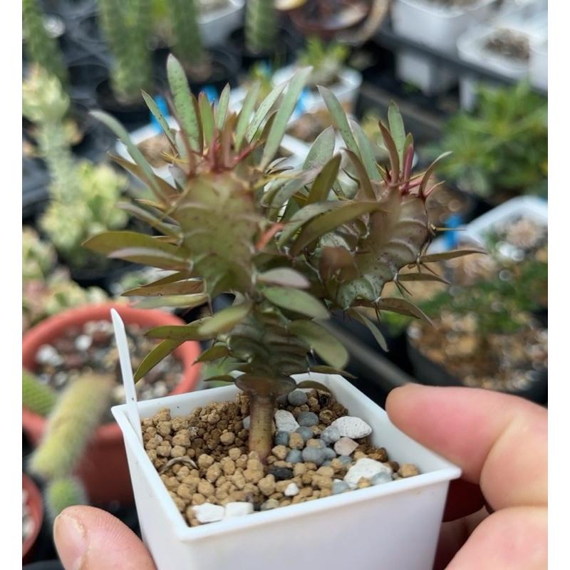 【外星人的植物園】火山大戟 實生 仙人掌 虎尾蘭 龍舌蘭 塊根 大戟 盆栽 植物 現貨【滿額免運】-細節圖2