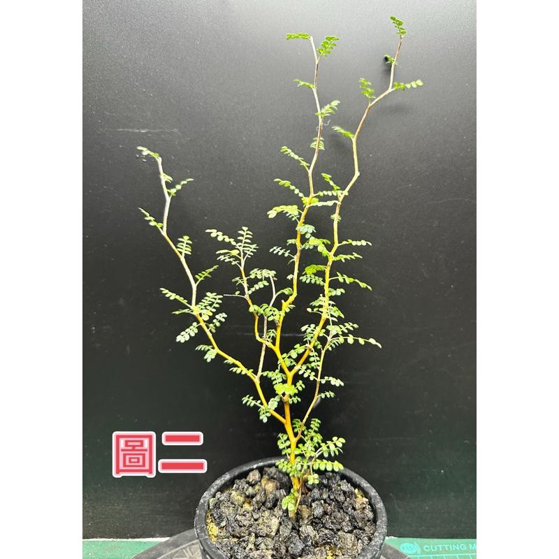 【外星人的植物園】童話樹 一物一拍 紐西蘭苦參槐樹 仙人掌 虎尾蘭 龍舌蘭 塊根 大戟 盆栽 植物 現貨-細節圖2