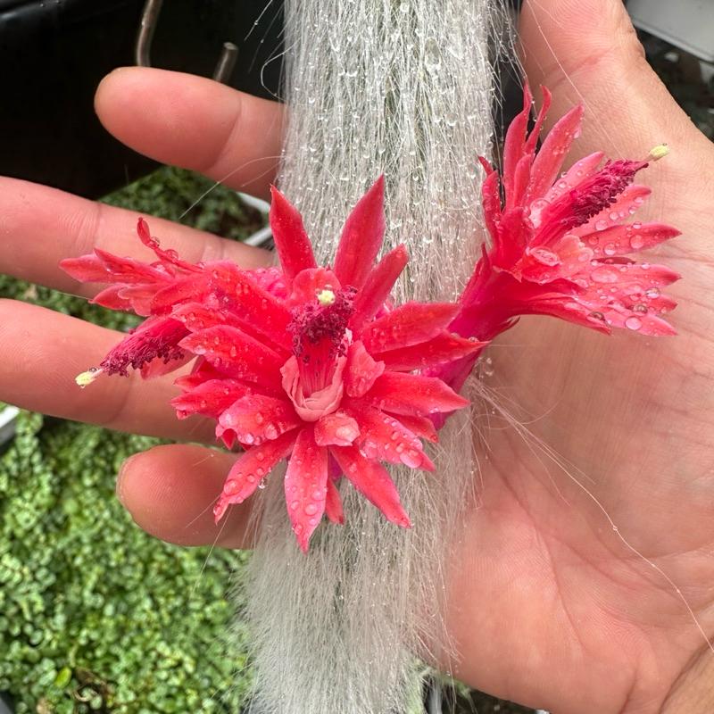 【外星人的植物園】猴尾柱 九尾狐 仙人掌 虎尾蘭 龍舌蘭 塊根 大戟 盆栽 植物 現貨【滿額免運】-細節圖2