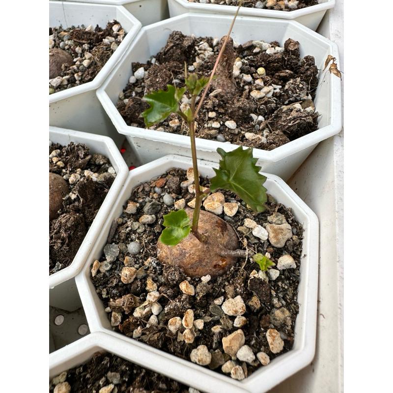 【外星人的植物園】葡萄科 塊根 仙人掌 虎尾蘭 龍舌蘭 塊根 大戟 盆栽 植物 現貨【滿額免運】-細節圖2