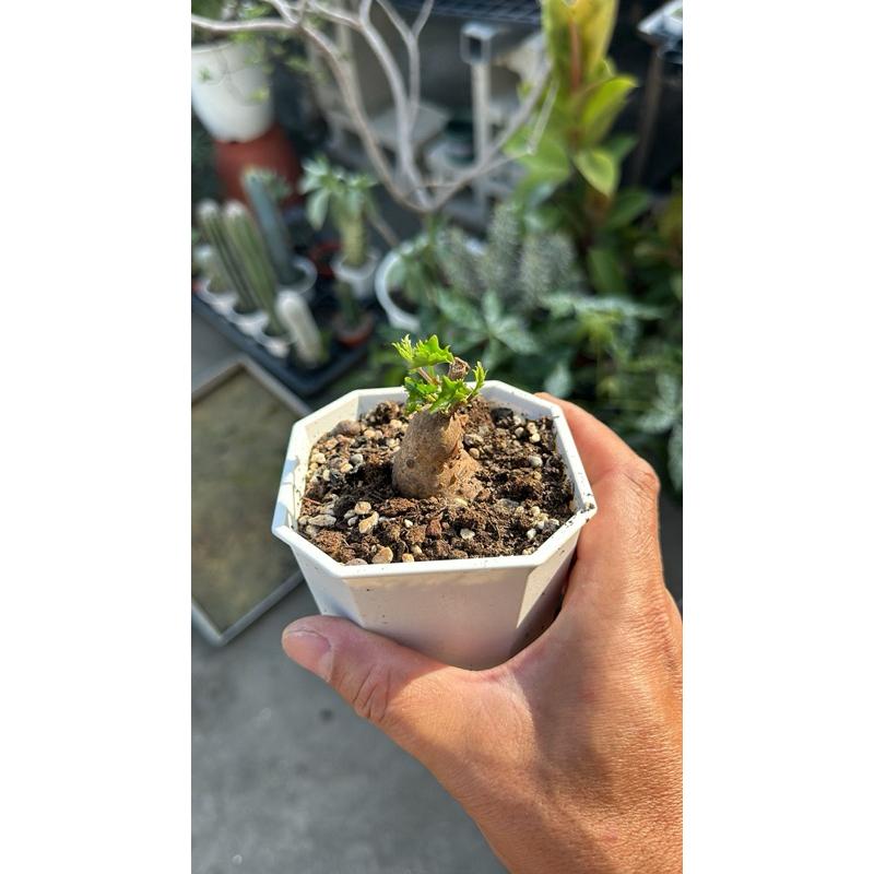 【外星人的植物園】葡萄科 塊根 仙人掌 虎尾蘭 龍舌蘭 塊根 大戟 盆栽 植物 現貨【滿額免運】-細節圖3