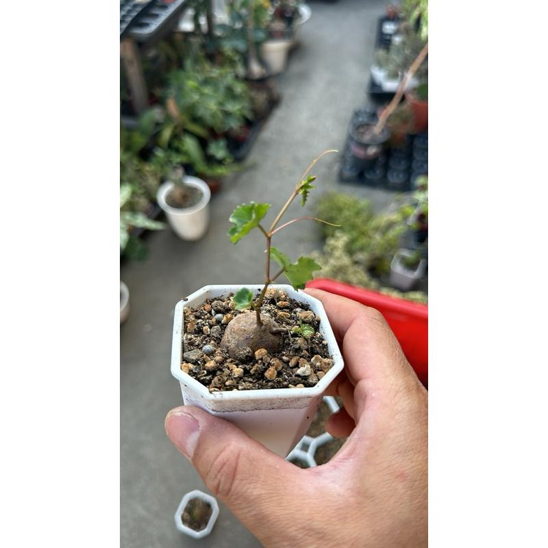 【外星人的植物園】葡萄科 塊根 仙人掌 虎尾蘭 龍舌蘭 塊根 大戟 盆栽 植物 現貨【滿額免運】-細節圖4