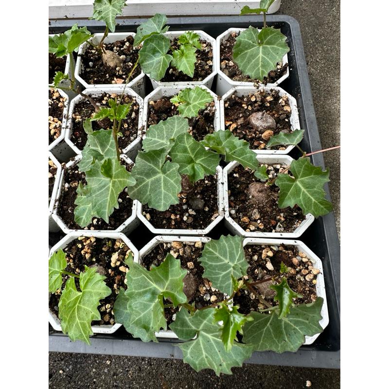 【外星人的植物園】葡萄科 塊根 仙人掌 虎尾蘭 龍舌蘭 塊根 大戟 盆栽 植物 現貨【滿額免運】-細節圖5