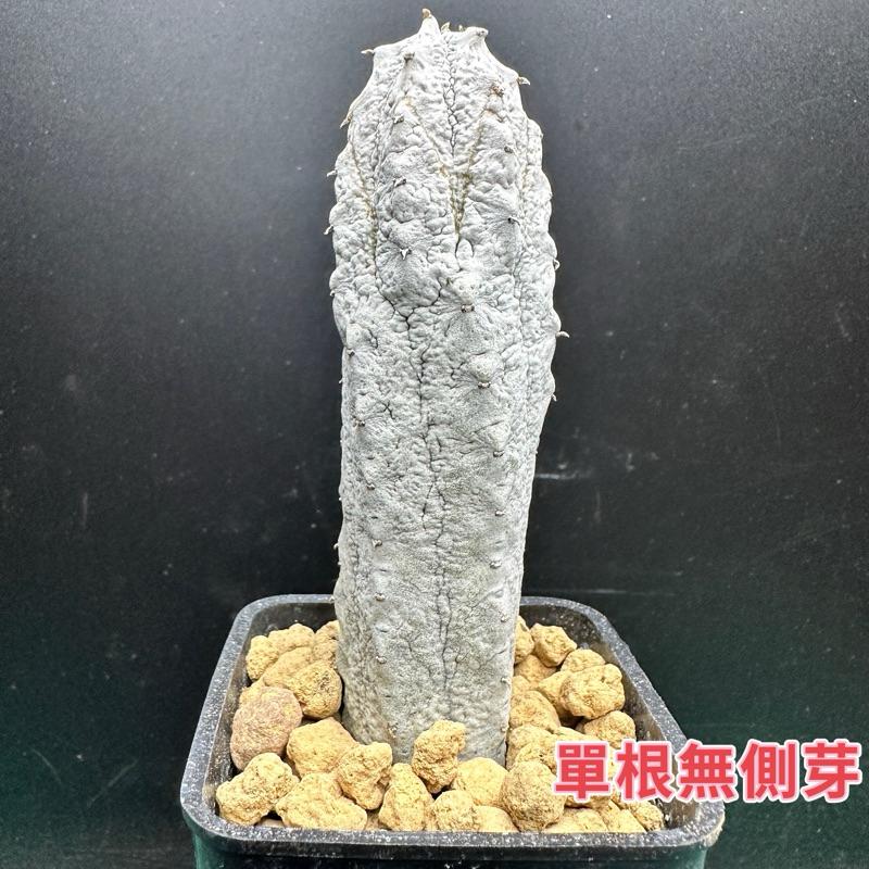 【外星人的植物園】亞迪麒麟 大戟科仙人掌 虎尾蘭 龍舌蘭 塊根 大戟 盆栽 植物 現貨【滿額免運】-細節圖2