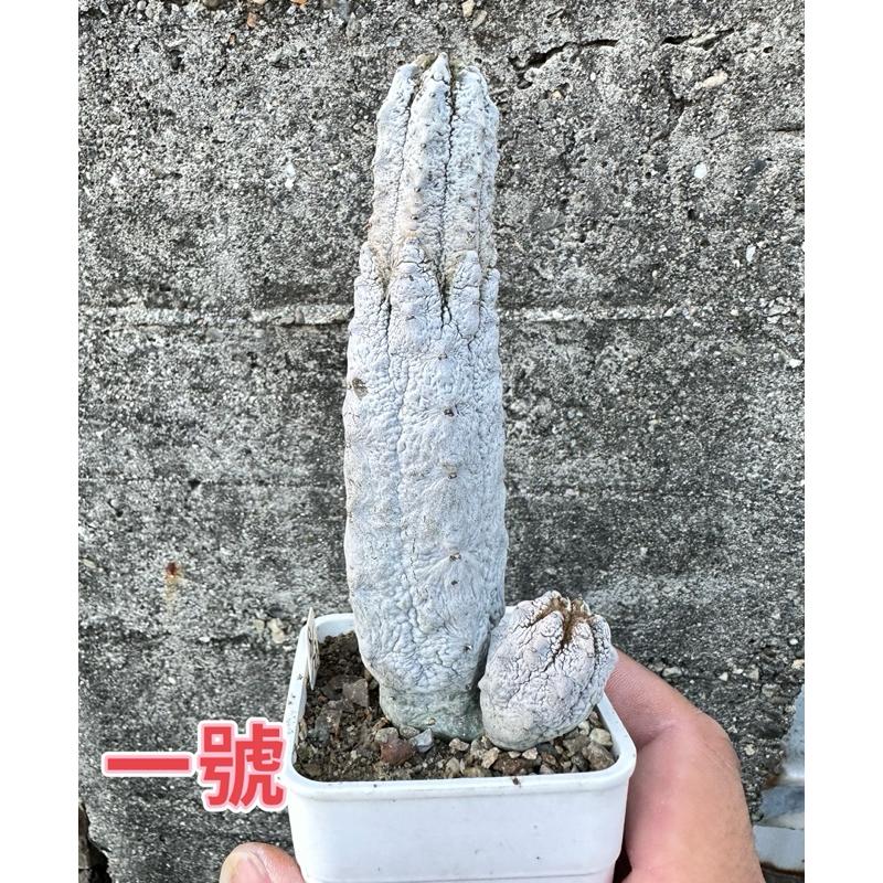 【外星人的植物園】亞迪麒麟 大戟科仙人掌 虎尾蘭 龍舌蘭 塊根 大戟 盆栽 植物 現貨【滿額免運】-細節圖3