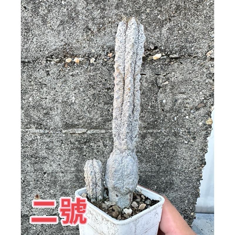 【外星人的植物園】亞迪麒麟 大戟科仙人掌 虎尾蘭 龍舌蘭 塊根 大戟 盆栽 植物 現貨【滿額免運】-細節圖4