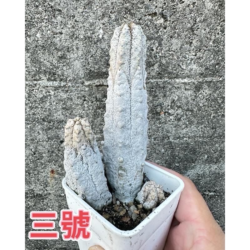 【外星人的植物園】亞迪麒麟 大戟科仙人掌 虎尾蘭 龍舌蘭 塊根 大戟 盆栽 植物 現貨【滿額免運】-細節圖5