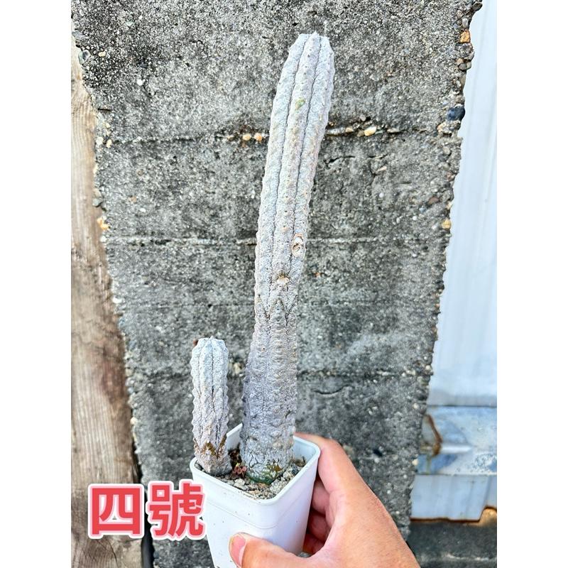 【外星人的植物園】亞迪麒麟 大戟科仙人掌 虎尾蘭 龍舌蘭 塊根 大戟 盆栽 植物 現貨【滿額免運】-細節圖6