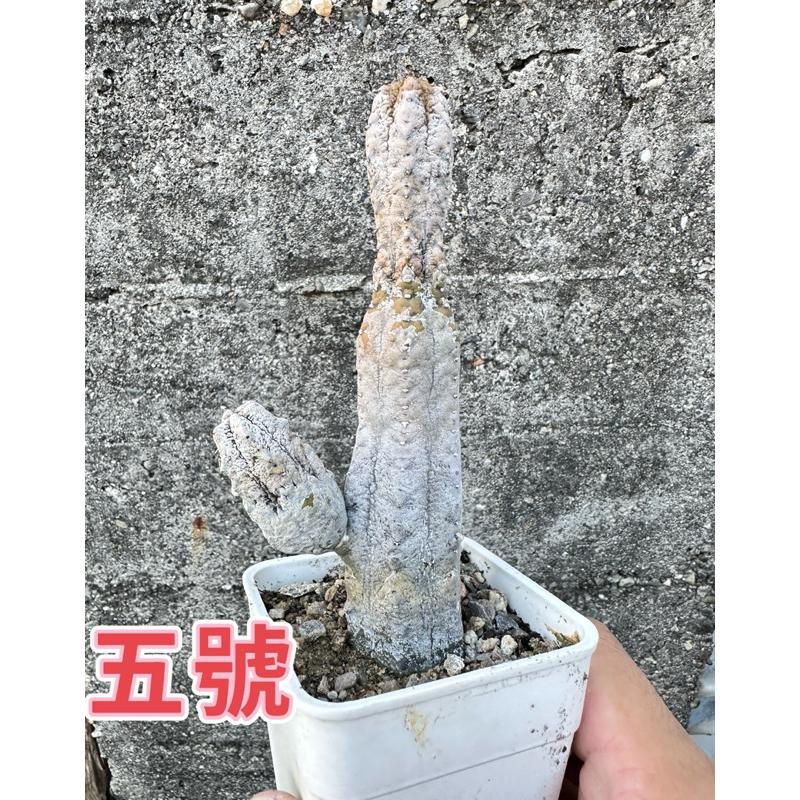 【外星人的植物園】亞迪麒麟 大戟科仙人掌 虎尾蘭 龍舌蘭 塊根 大戟 盆栽 植物 現貨【滿額免運】-細節圖7