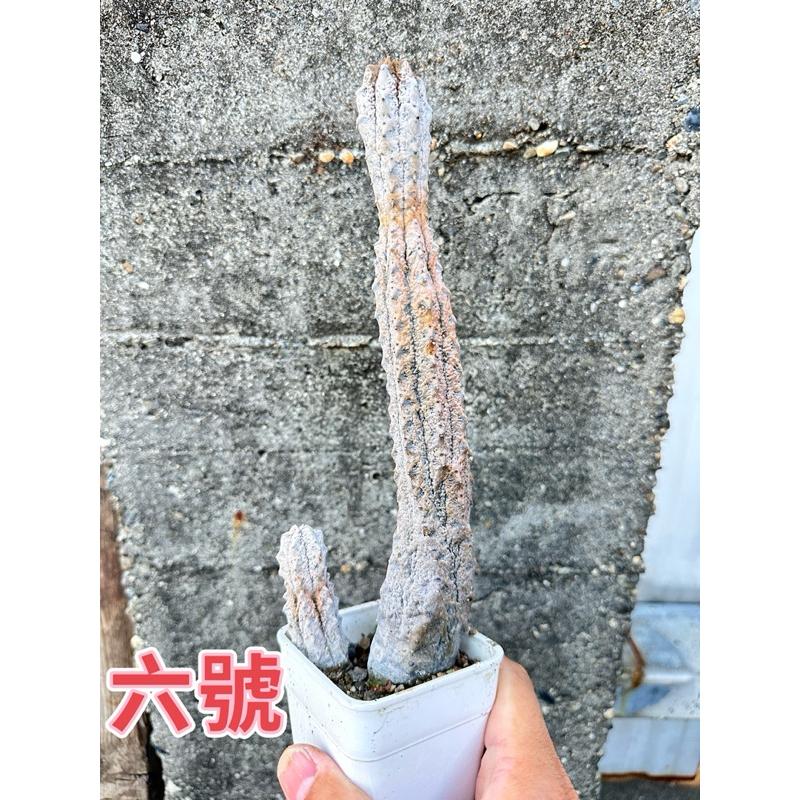 【外星人的植物園】亞迪麒麟 大戟科仙人掌 虎尾蘭 龍舌蘭 塊根 大戟 盆栽 植物 現貨【滿額免運】-細節圖8