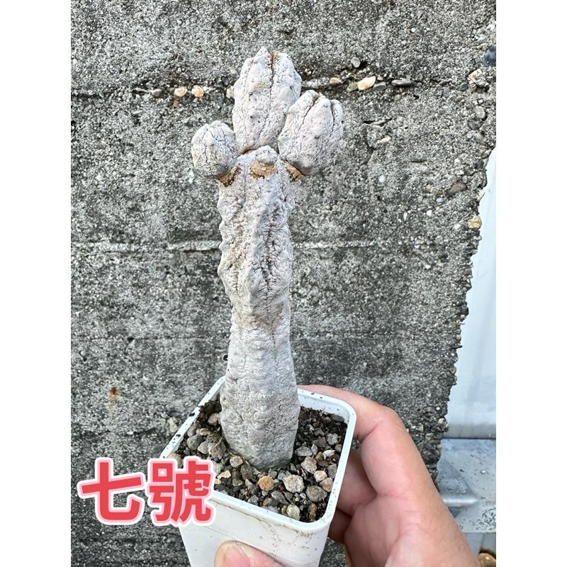 【外星人的植物園】亞迪麒麟 大戟科仙人掌 虎尾蘭 龍舌蘭 塊根 大戟 盆栽 植物 現貨【滿額免運】-細節圖9