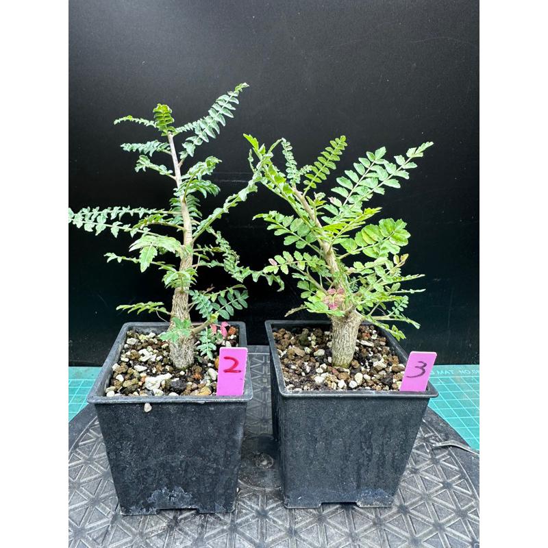 【外星人的植物園】沙漠蘇木 塊根 盆栽 植物 療癒盆栽 含羞草 小品 現貨【滿額免運】-細節圖2