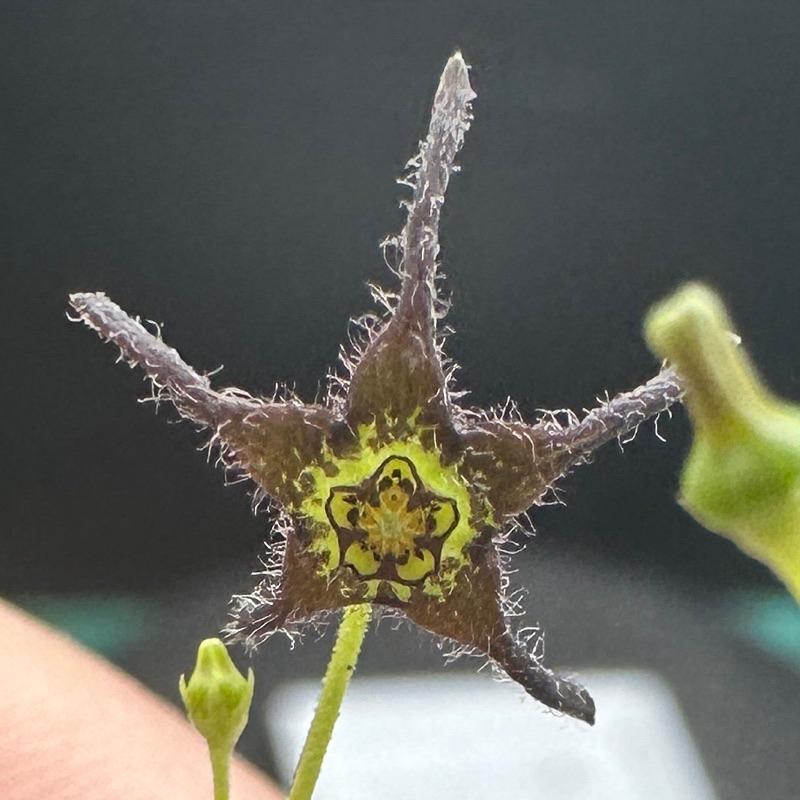 【外星人的植物園】黑花蘿藦 塊根 盆栽 植物 療癒盆栽 小品 現貨【滿額免運】-細節圖2