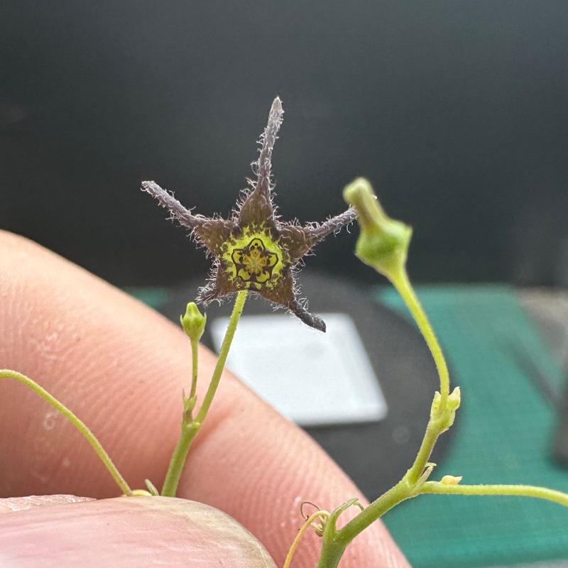 【外星人的植物園】黑花蘿藦 塊根 盆栽 植物 療癒盆栽 小品 現貨【滿額免運】-細節圖3