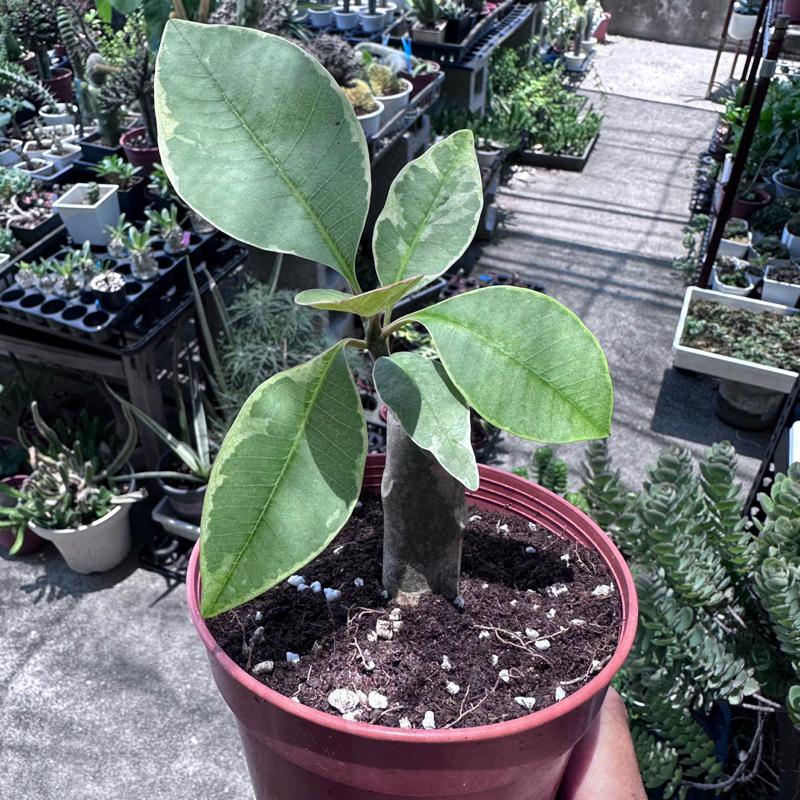 【外星人的植物園】斑葉雞蛋花 觀葉 盆栽 植物 現貨【滿額免運】-細節圖2