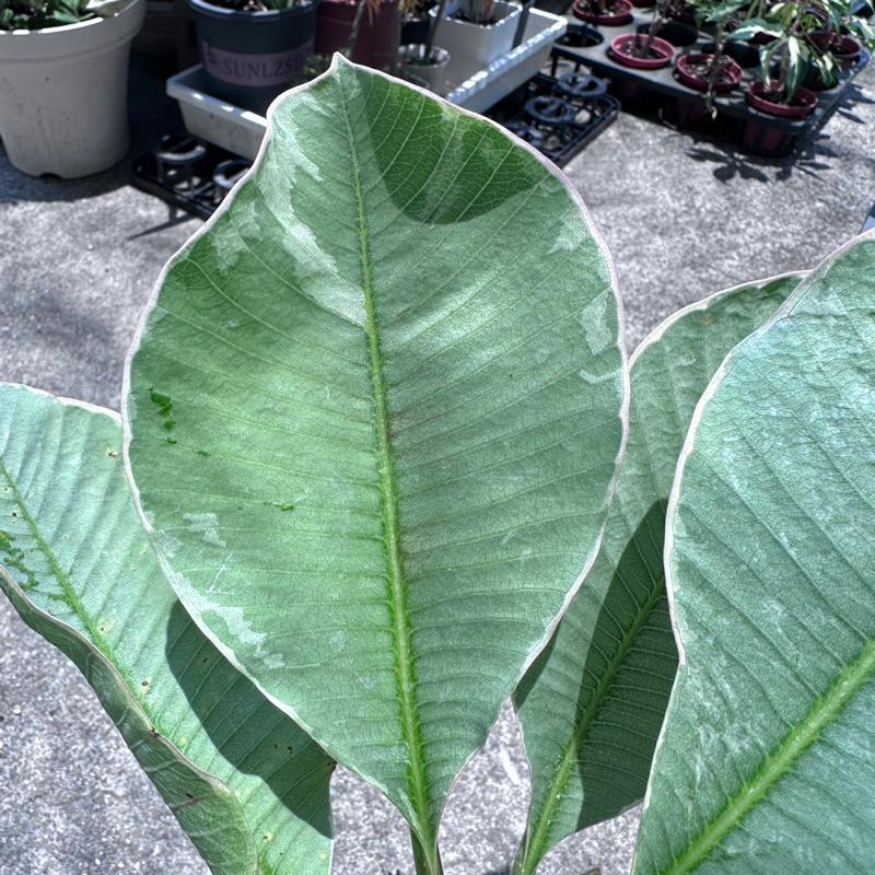 【外星人的植物園】斑葉雞蛋花 觀葉 盆栽 植物 現貨【滿額免運】-細節圖3