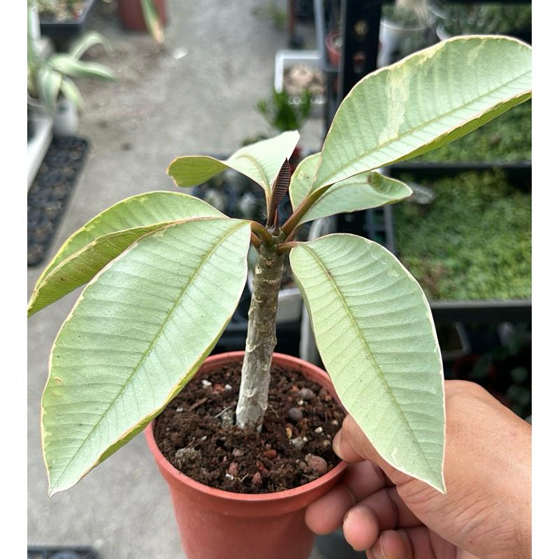 【外星人的植物園】斑葉雞蛋花 觀葉 盆栽 植物 現貨【滿額免運】-細節圖4