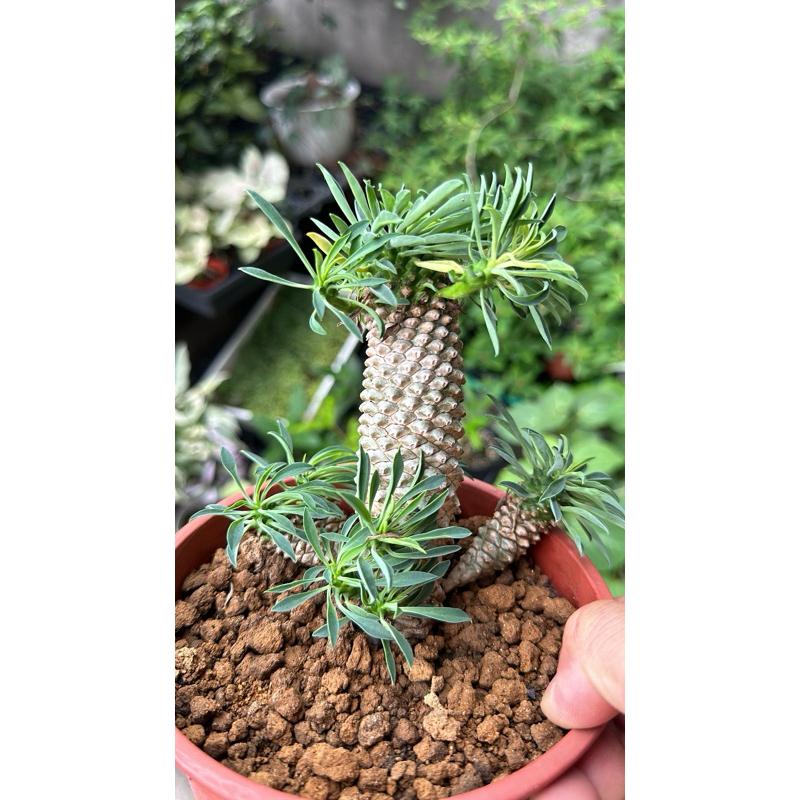 外星人的植物園】怪魔玉大戟塊根龍舌蘭虎尾蘭盆栽植物療癒盆栽小品現貨