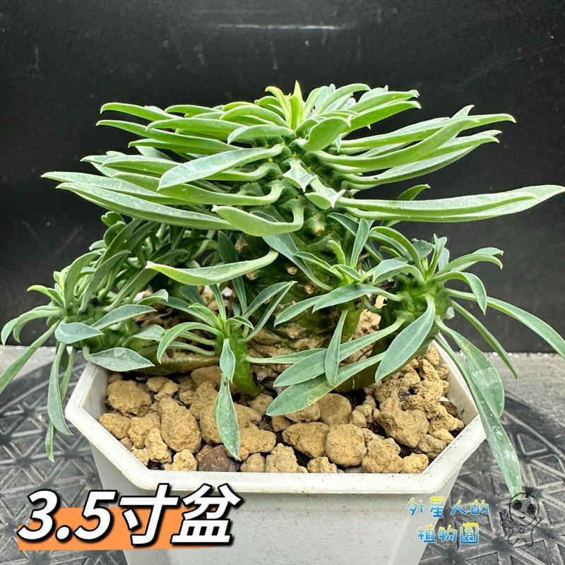 【外星人的植物園】怪魔玉 大戟 塊根 龍舌蘭 虎尾蘭 盆栽 植物 療癒盆栽 小品 現貨【滿額免運-細節圖3