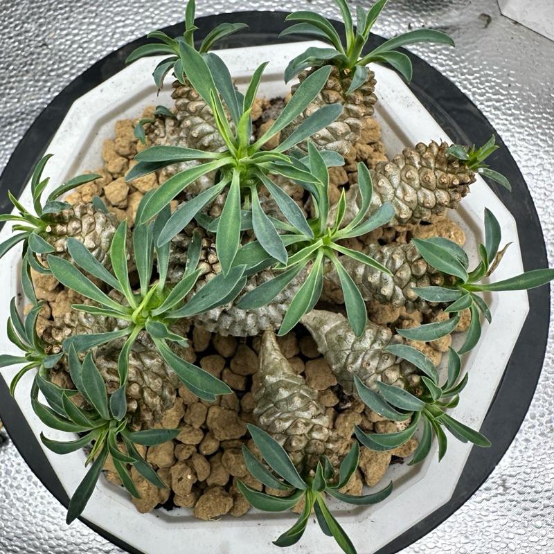 【外星人的植物園】怪魔玉 大戟 塊根 龍舌蘭 虎尾蘭 盆栽 植物 療癒盆栽 小品 現貨【滿額免運-細節圖4