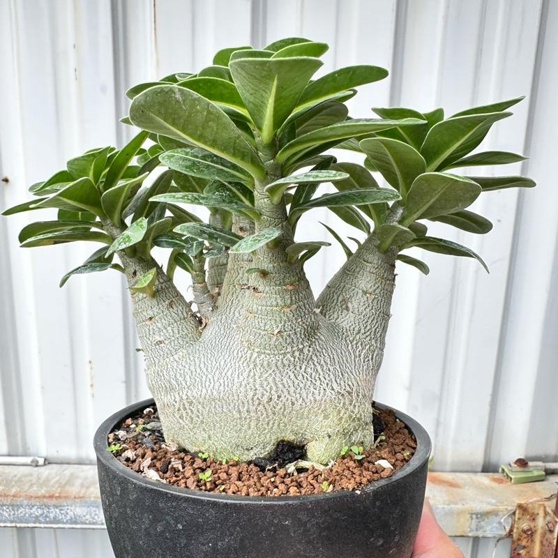 【外星人的植物園】綠森林 沙漠玫瑰 沙玫 塊根 盆栽 植物 療癒盆栽 小品 現貨【滿額免運】-細節圖2